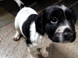 Sproodle puppies