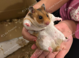 Female Syrian Hamster with Full Setup