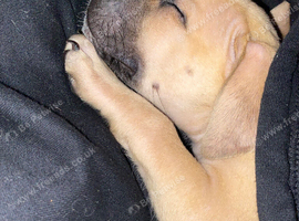 Cane corso x AM staff girl 9week
