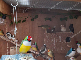 Gouldian finch