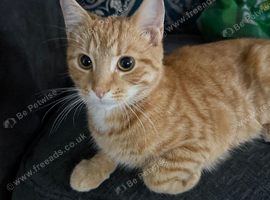 Ginger cat 6 months