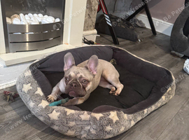 French bulldog female