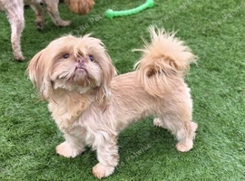 Shih tzu