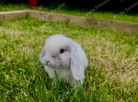 Mini Lop