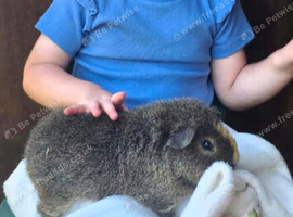 12 month old boar handled by children