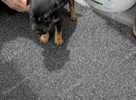 Lakeland pups