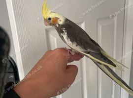 9 week hand reared cockatiel