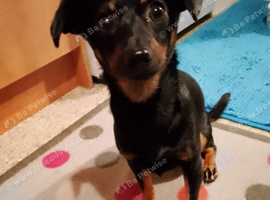 Daschund X min pin