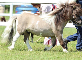 Top class miniature shetland gelding.