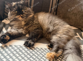 Persian girl 1 year old