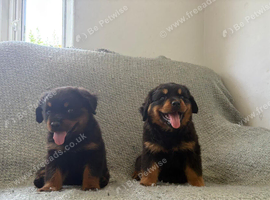 Now ready to leave German rottweiler puppies
