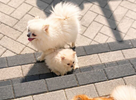 Only One Tiny White Girl Left &ndash; Looks Just Like Her Dad &ndash; Teddy Bear Face