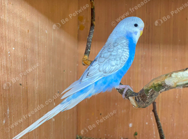 Want to rehome your Birds
