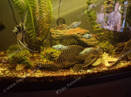 2 plecs for rehome