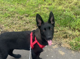 German shepherd puppy