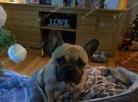 Milo the frenchie