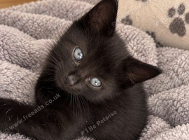 Kittens for sale