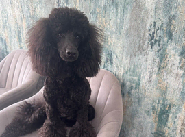 Gorgeous Mini Poodle
