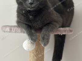4 year old male cat