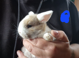 Mini lop babies