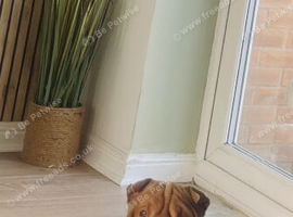 Rehoming female shar pei