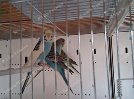 Budgies