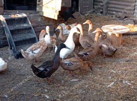 Ducks