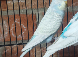 Young budgies