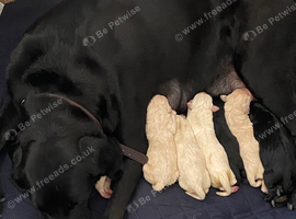 Lovely Labrador puplies