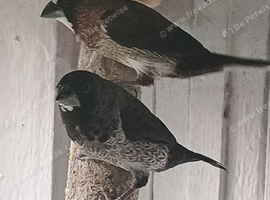 Various birds x25