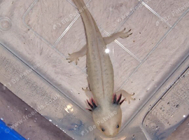 Dirty Lucy Axolotl (4 months old )