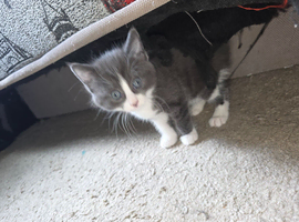 Kittens