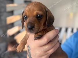 KC registered MINI DACHUNDS
