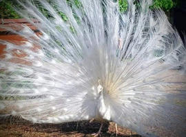 White Male Peacock for sale.