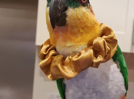 Male black headed caique