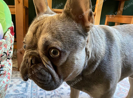 French bulldog