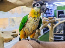Baby  Hand reared Black headed Caique,26