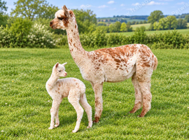 Stunning Group of 3 females with 3 male cria at foot