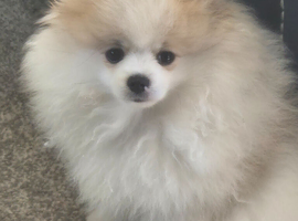 Pomeranian kc registered