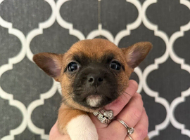 Chihuahua X jack russell