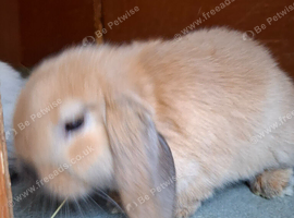 Mini Lops