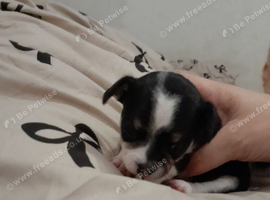 Border chi