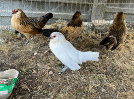 d'Anvers (Barbu d'Anvers) pullets