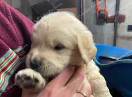 Golden Retriever puppies for sale