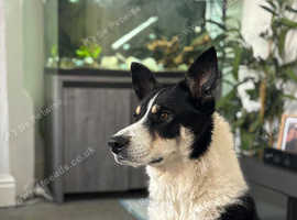 4 year old border collie bitch