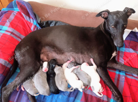 REDEVELYN WHIPPET'S, KC REG NR GLOUCESTER.