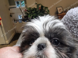 Shih tzu boy and girl