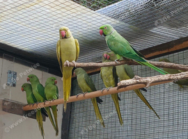 Beautiful baby Ringneck parakeets