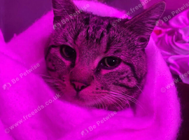 2 Year Old Cat for &pound;350 ( URGENT ! )