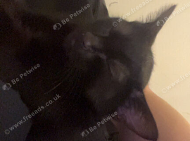 Kittens